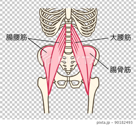 腸腰筋、大腰筋、腸骨筋、股関節を屈曲する筋肉、説明あり 90182493