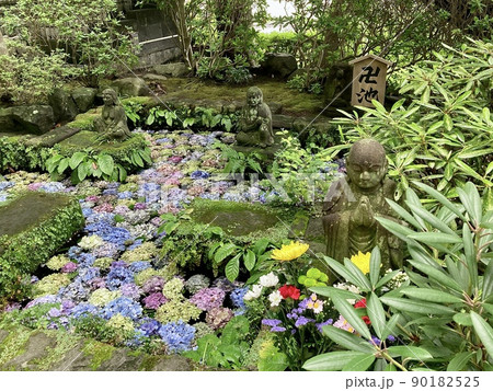 沢山の紫陽花の花を浮かべた池 90182525