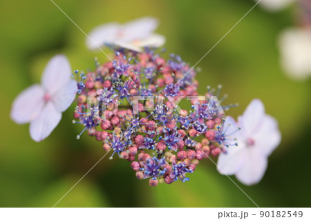 アジサイ　0336 90182549