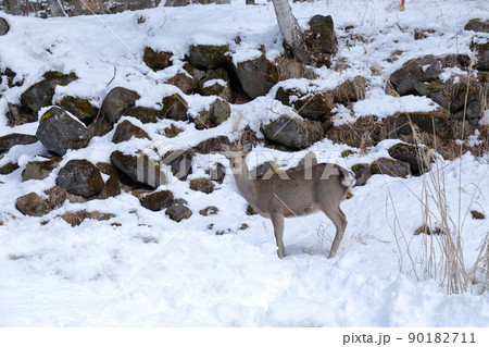 雪山でこちらを警戒する鹿（ニホンジカ） 90182711