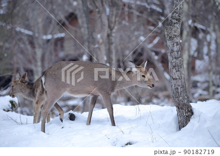 寒さ厳しい雪山で餌を探す野生の鹿(ニホンジカ) 寒さ厳しい雪山で餌を探す野生の鹿(ニホンジカ) 90182719