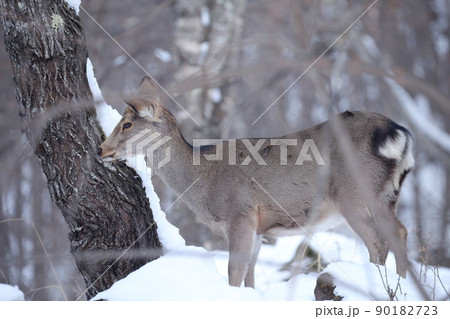 周りを警戒するシカ（ニホンジカ） 90182723