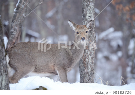 周りを警戒するシカ（ニホンジカ） 90182726