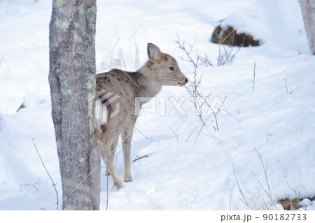 寒さ厳しい雪山で餌を探す野生の小鹿（ニホンジカ） 90182733
