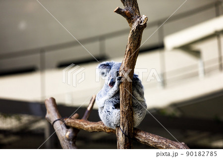 東京都多摩市 多摩動物公園 コアラのお昼寝 東京都多摩市 多摩動物公園 コアラのお昼寝 90182785