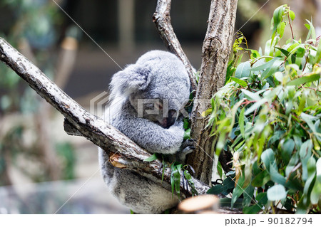 東京都多摩市 多摩動物公園 コアラのお昼寝 東京都多摩市 多摩動物公園 コアラのお昼寝 90182794
