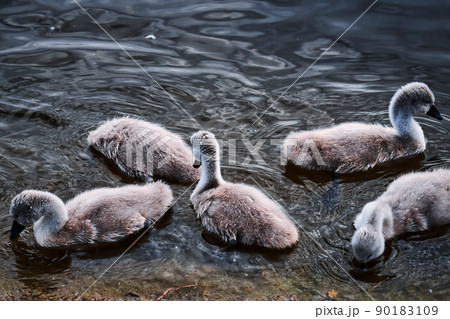 Flock of swans	 90183109