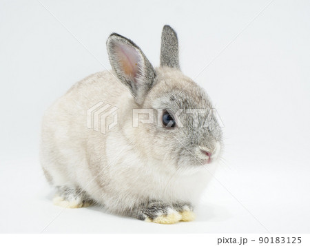 前脚をそろえて丸まっているウサギ 前脚をそろえて丸まっているウサギ 90183125