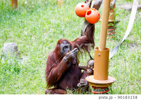東京都多摩市 多摩動物公園 オランウータンの親子 東京都多摩市 多摩動物公園 オランウータンの親子 90183158