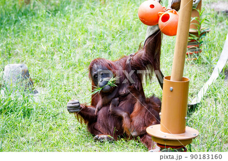 東京都多摩市　多摩動物公園　オランウータンの親子 90183160