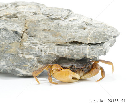 石の下の狭い隙間に潜り込んでいるサワガニ	 90183161