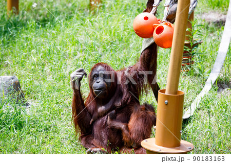 東京都多摩市　多摩動物公園　オランウータンの親子 90183163