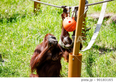 東京都多摩市　多摩動物公園　オランウータンの親子 90183165
