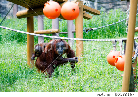 東京都多摩市　多摩動物公園　オランウータンの親子 90183167