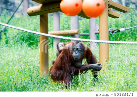 東京都多摩市　多摩動物公園　オランウータンの親子 90183171