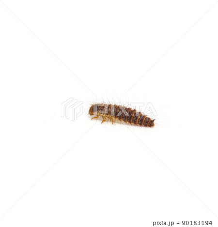 横から見たカツオブシムシの幼虫 90183194