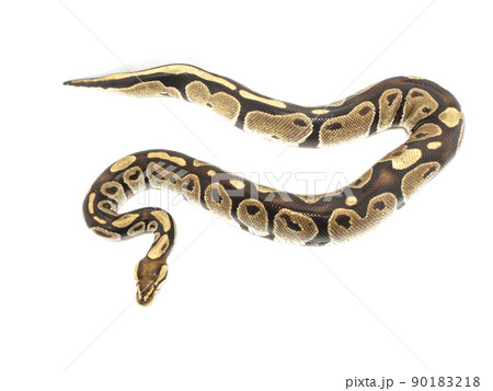 Whole body of ball python seen from above - Stock Photo [90183218