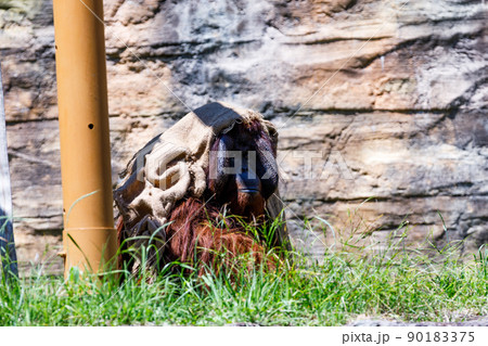 東京都多摩市　多摩動物公園　ボロ布を被るオランウータンのオス 90183375