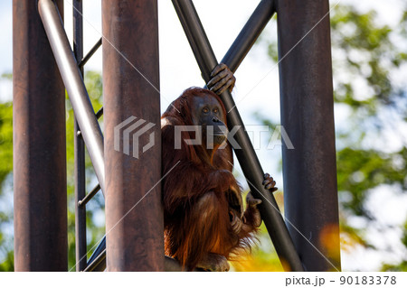 東京都多摩市　多摩動物公園　オランウータンの親子 90183378