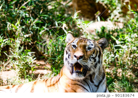 東京都多摩市　多摩動物公園　トラ 90183674
