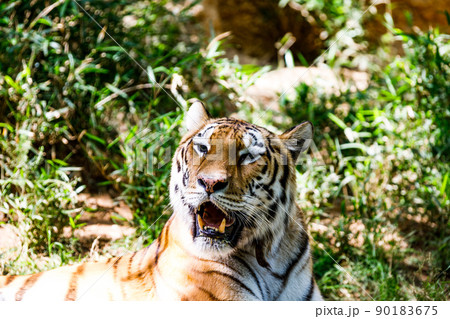 東京都多摩市　多摩動物公園　トラ 90183675