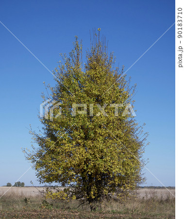 Wild pear tree. A lonely yellowed autumn tree in a field. Sunny autumn day. Landscape. 90183710