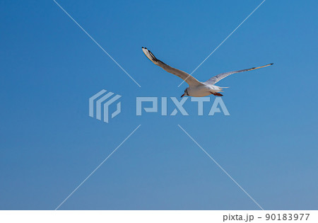Seagull flying in sky. Seagull flying sky as freedom concept Seagull flying in sky. Seagull flying sky as freedom concept 90183977