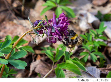Hollow-root, Corydalis cava, blooming on the forest floor in a park during spring 90184030