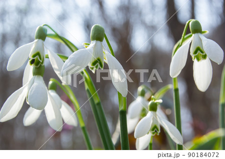Flowers snowdrops in garden, sunlight. First beautiful snowdrops in spring. Common snowdrop blooming. Galanthus nivalis bloom in spring forest. 90184072