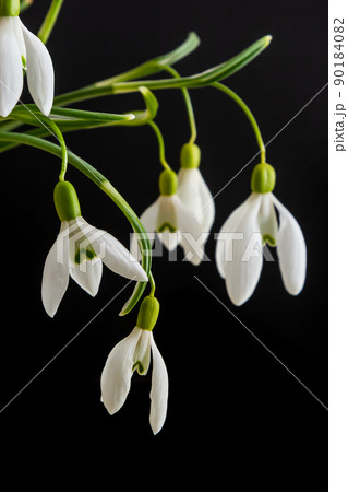 Spring snowdrops on black background. Beautiful first spring flower, close up 90184082