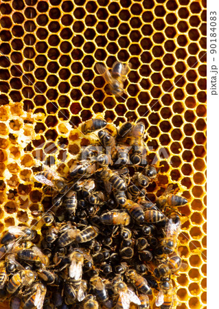 Bees working on honey cells. Close up macro. World Bee Day. Copy paste. Space for text Bees working on honey cells. Close up macro. World Bee Day. Copy paste. Space for text 90184083