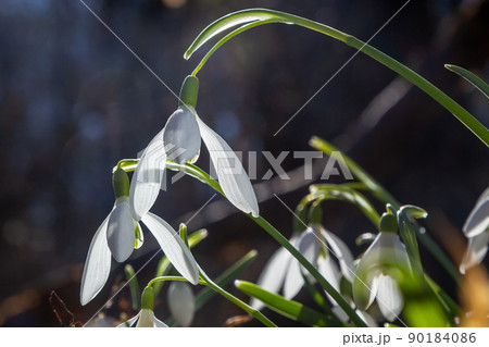 White snowdrop flower, close up. Galanthus blossoms illuminated by the sun in the green blurred background, early spring. Galanthus nivalis bulbous, perennial herbaceous plant in Amaryllidaceae family 90184086