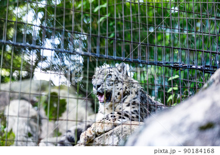 東京都多摩市　多摩動物公園　ユキヒョウ 90184168
