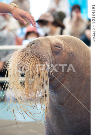 〔三重県鳥羽市・5月〕セイウチとのふれあいタイム 立派なお髭 鳥羽水族館 〔三重県鳥羽市・5月〕セイウチとのふれあいタイム 立派なお髭 鳥羽水族館 90184291