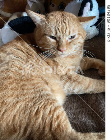 耳を動かすちゃとら猫 耳を動かすちゃとら猫 90184298