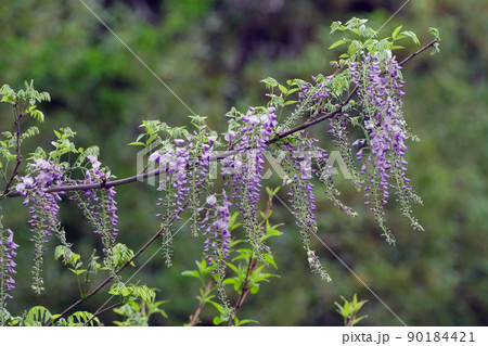 里山に自生した野生の藤の花はとても優美です 里山に自生した野生の藤の花はとても優美です 90184421