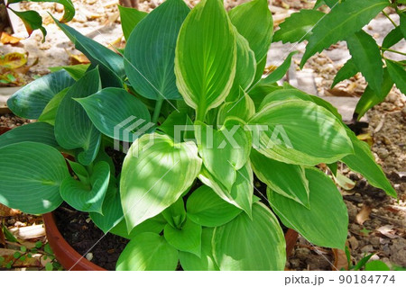 ホスタ　ギボウシ 90184774