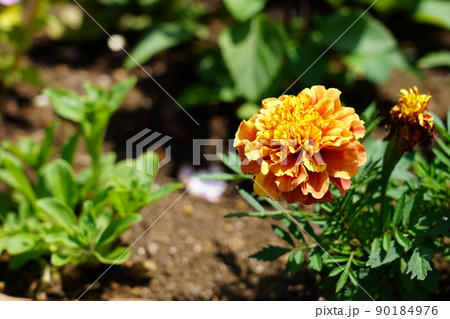 マリーゴールド 90184976