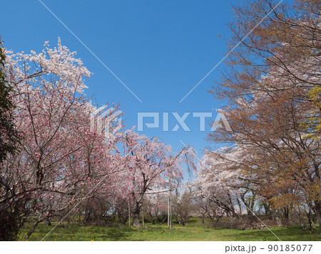 彦根城山崎曲輪の桜 90185077
