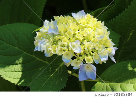 日差しを浴び緑の葉の上に咲き始めてところどころ薄青く色づいてきた丸い紫陽花のアップ 日差しを浴び緑の葉の上に咲き始めてところどころ薄青く色づいてきた丸い紫陽花のアップ 90185384
