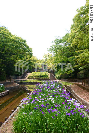 森の中の菖蒲園 森の中の菖蒲園 90185391
