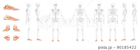 Set of Foot ankle Bones Skeleton Human front back side view with partly transparent bones position Realistic flat natura 90185422