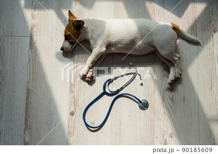 Top view of a puppy lying on a wooden floor and a phonendoscope. Sick dog Jack Russell Terrier and a stethoscope. Work for the veterinarian in a vet clinic. Pet is unwell. 90185609