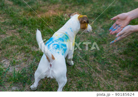 Jack Russell Terrier dog playing in Holi colors with owner outdoors.  90185624