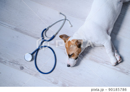 Top view of a puppy lying on a wooden floor and a phonendoscope. Sick dog Jack Russell Terrier and a stethoscope. Work for the veterinarian in a vet clinic. Pet is unwell. 90185786