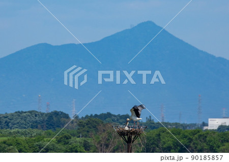 渡良瀬遊水地のコウノトリ 90185857