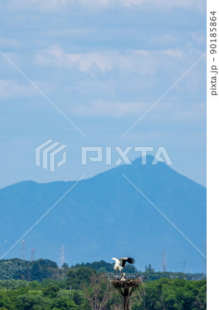 渡良瀬遊水地のコウノトリ 90185864