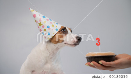 Dog in a birthday hat on a white background. A woman holds out a Jack Russell Terrier a cake with a candle in the shape of the number three Dog in a birthday hat on a white background. A woman holds out a Jack Russell Terrier a cake with a candle in the shape of the number three 90186056