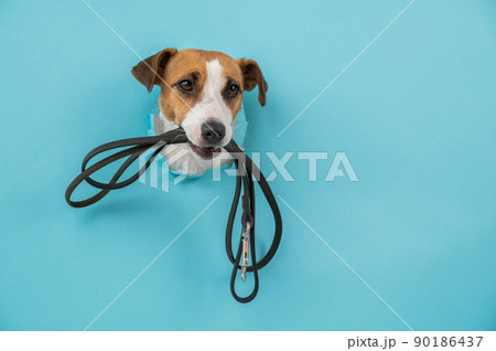The head of a Jack Russell Terrier dog sticks out through a hole in a paper blue background with a leash in his teeth. 90186437