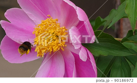 ピンクの芍薬の花とマルハナバチのアップ写真2 ピンクの芍薬の花とマルハナバチのアップ写真2 90186972